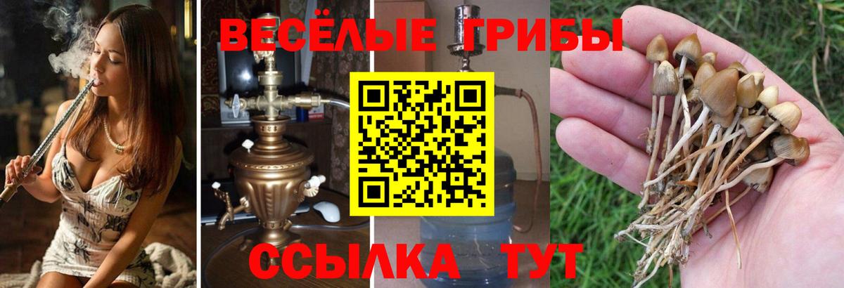 Долгопрудный  Галлюциногенные грибы MAGIC MUSHROOMS  Вход с VPN 